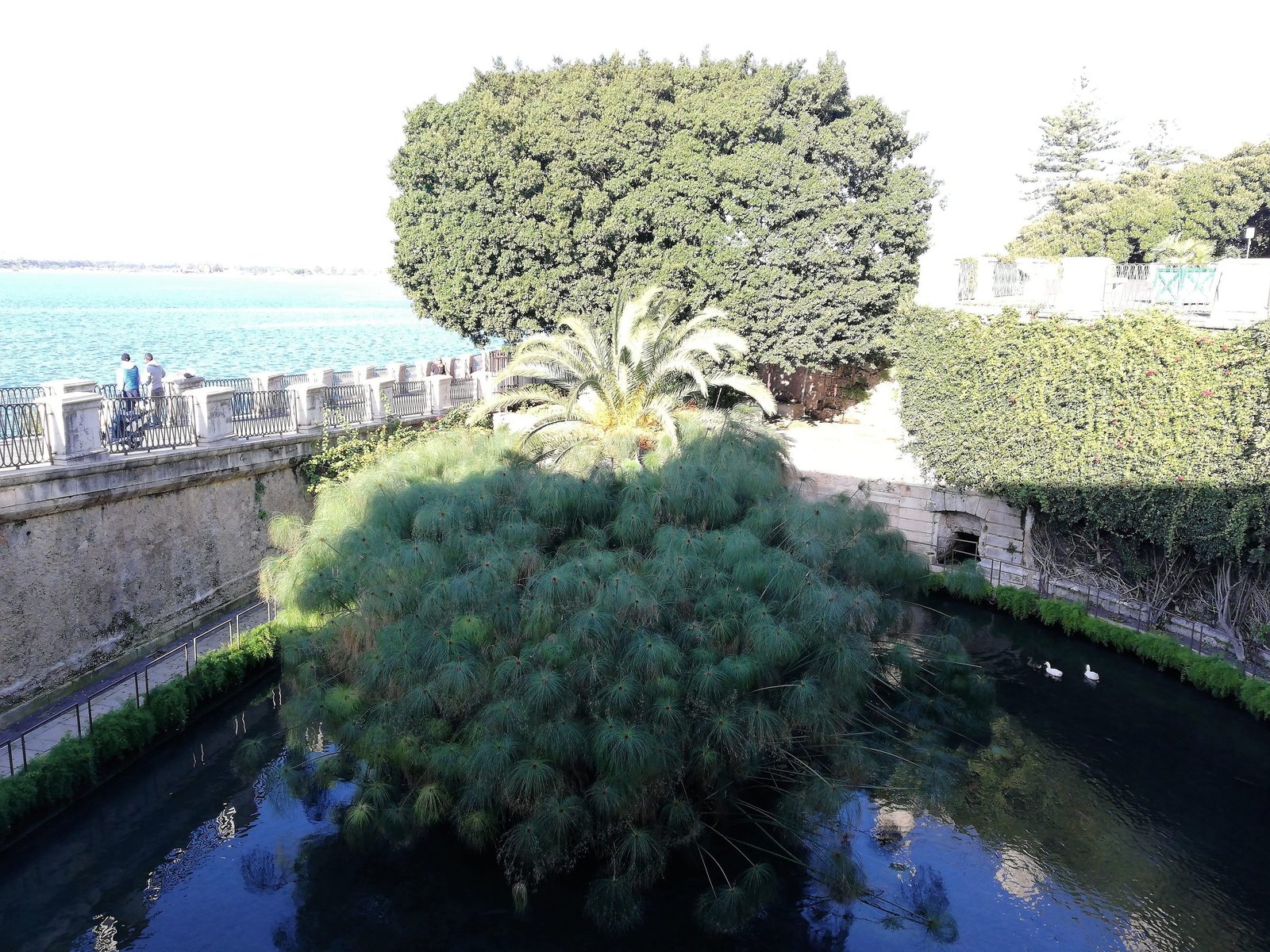 Fonte Aretusa
